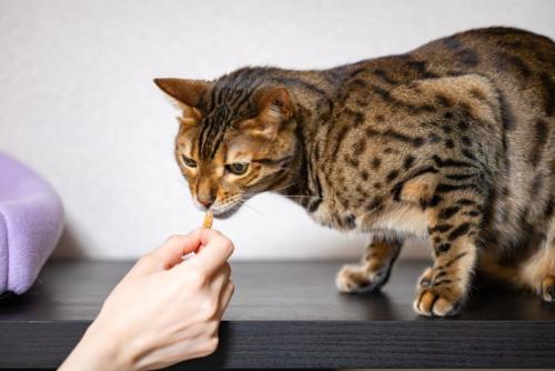 おやつを貰う猫