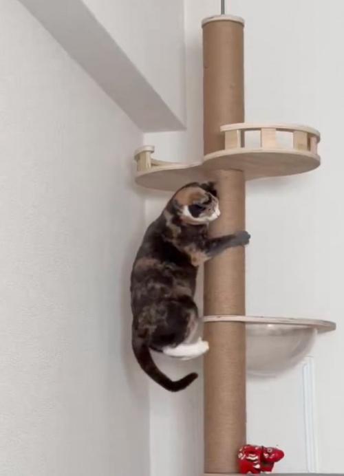 キャットタワーを降りる猫