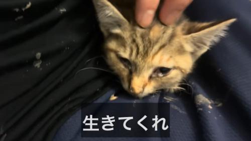 横たわる子猫を優しく撫でる様子
