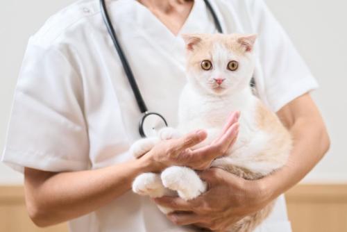 獣医に抱きかかえられる猫