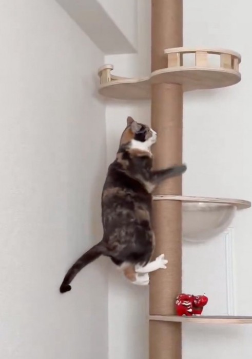 キャットタワーを降りる猫2