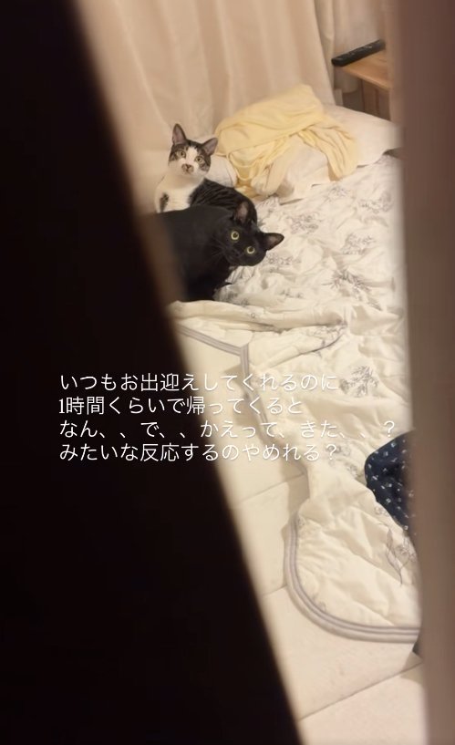 ドアの隙間からカメラを見つめる2匹の猫（引き・中央見切れ）