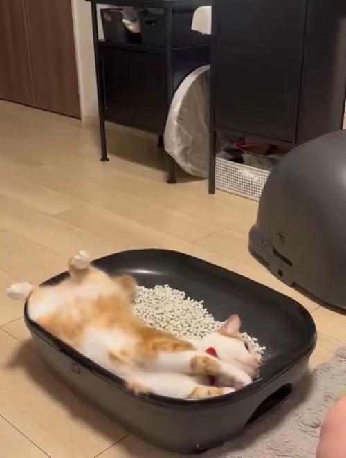 仰向けの猫