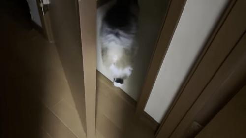 ドアの中に入っていく猫の写真2