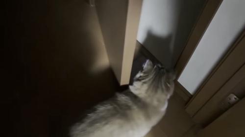 ドアの中に入っていく猫の写真1