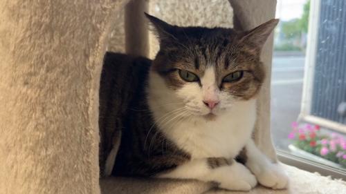 キャットタワーにいる成猫