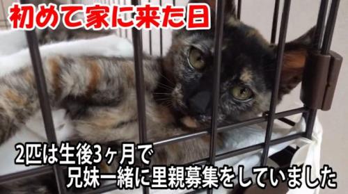 ケージの中にいる子猫