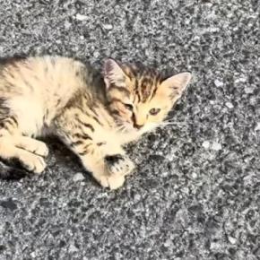 駐車場で見かけた、元気のない子猫→数日後、『道路の真ん中』で発見され…保護したときの記録に「出会えてよかった」「涙が出る」と34万再生