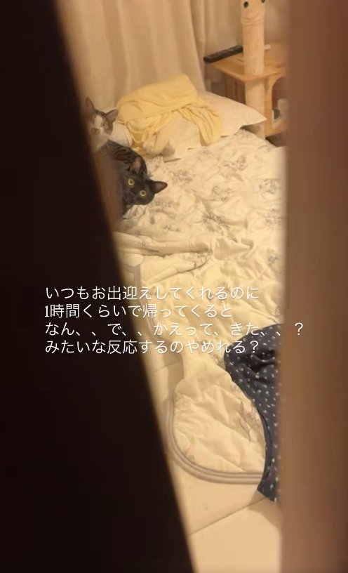 ドアの隙間からカメラを見つめる2匹の猫（引き・左寄り見切れ）
