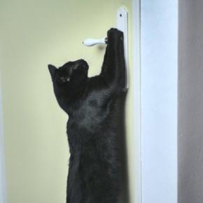 猫が『ドアを開けようとする』4つの理由　考えられる目的やトラブルを防ぐ対策方法