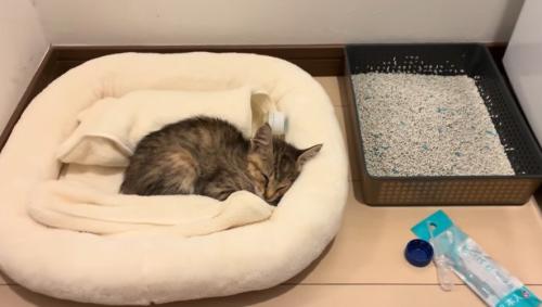 ベッドの中で眠る子猫