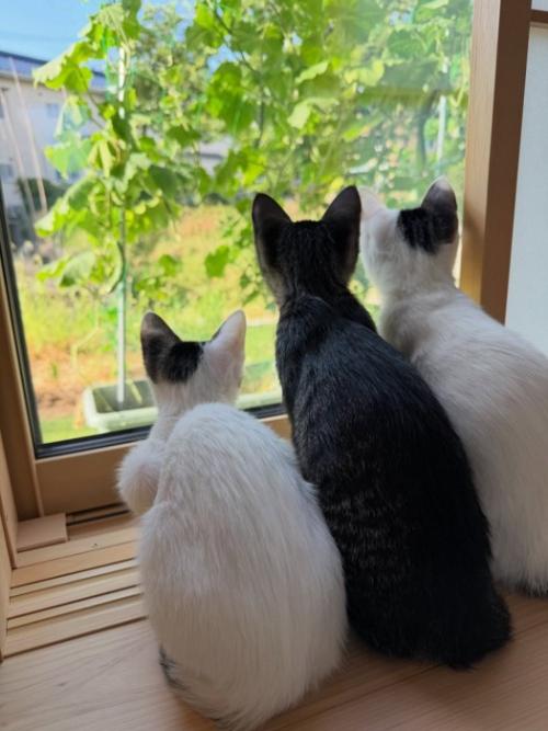 外を見る子猫たちの後ろ姿
