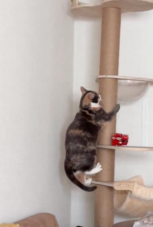 キャットタワーを降りる猫