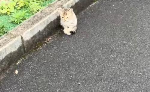 駐車場の隅に座る子猫