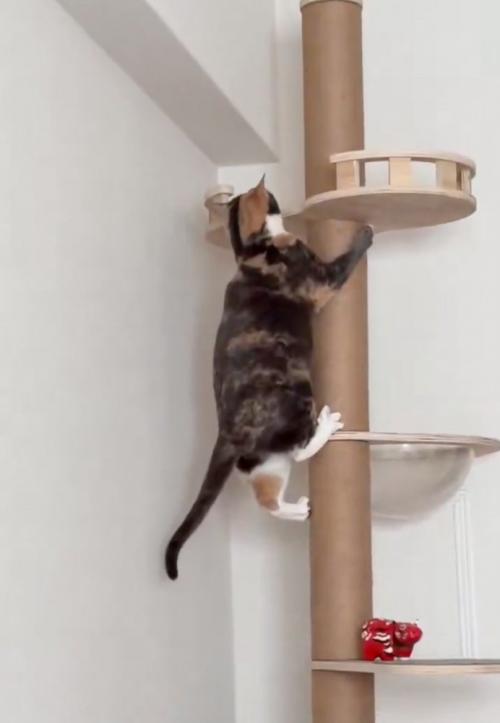 テッペンを覗く猫2