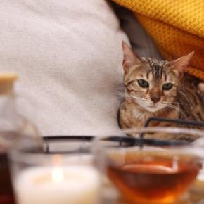 猫に絶対に飲ませてはいけない『危険な飲み物』5選　命を落とす可能性も？飲んでしまったときの対処法まで