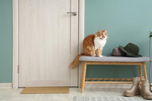 玄関のドアを開ける途中の猫