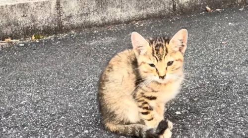 地面に座る子猫の姿