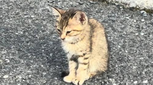 地面に座って目を閉じる子猫