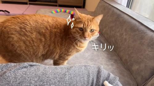 キリッ