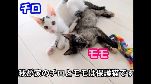 床に寝転がっている二匹の子猫