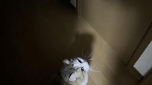 ドアの前に座っている猫の写真