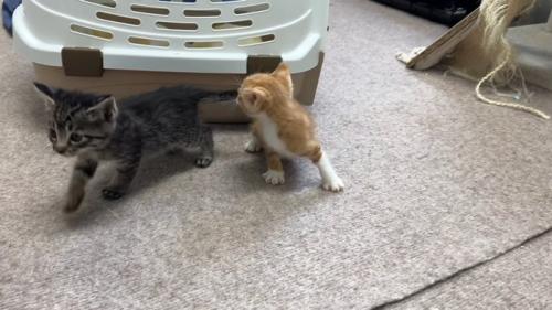 キャリーから出された子猫たち