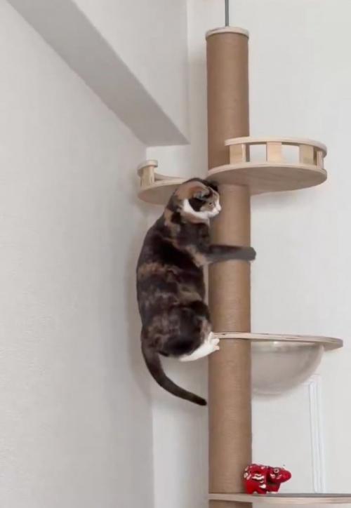 諦める猫