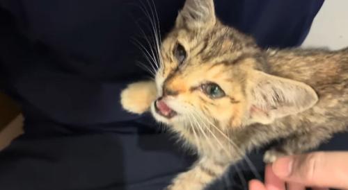 投稿主さんの膝の上で鳴く子猫