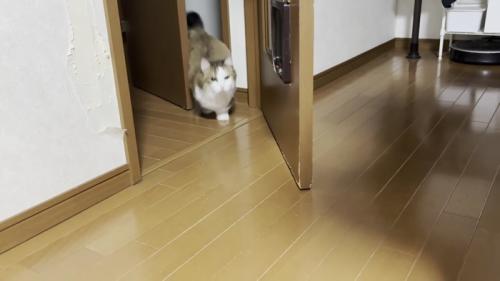 ドアから出てくる猫の写真2