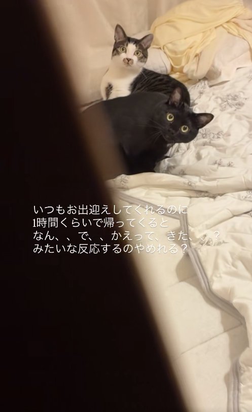 ドアの隙間からカメラを見つめる2匹の猫（ややアップ）