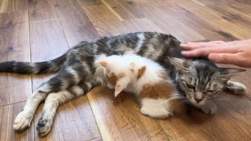 しま模様の猫のお乳を飲む茶白子猫