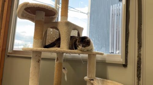 キャットタワーから下を見ている猫