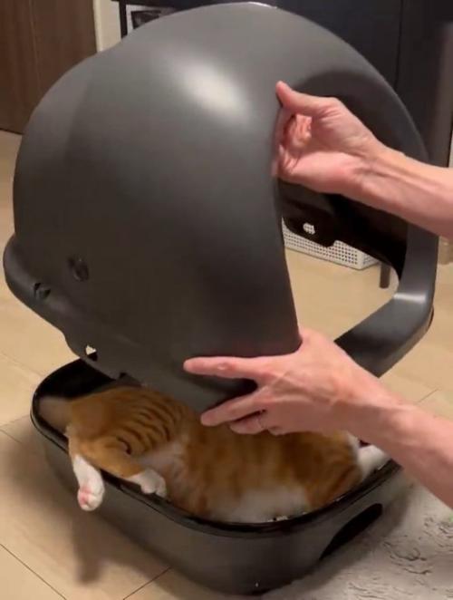 猫トイレのカバーをかけられる猫