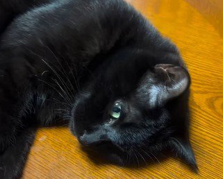 何かを気にしている黒猫