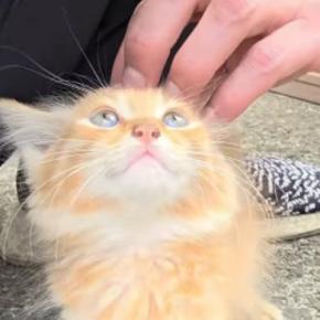エアコン工事中に出会った小さな子猫を保護→1年後…想像以上に大きくなった『驚きの光景』が93万再生「えーー」「想像の斜め上をいったｗ」