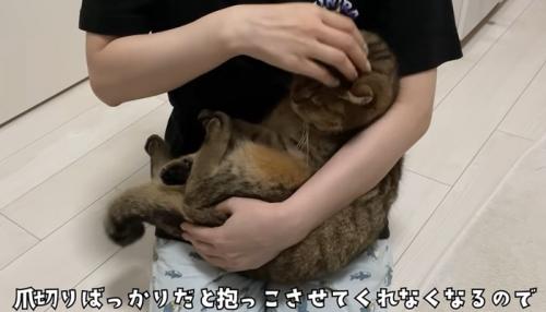 赤ちゃん抱っこをされる猫(つめきりばっかりだと抱っこさせてくれなくなるので)