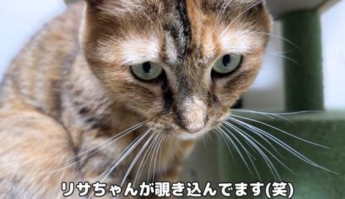 下を見る猫