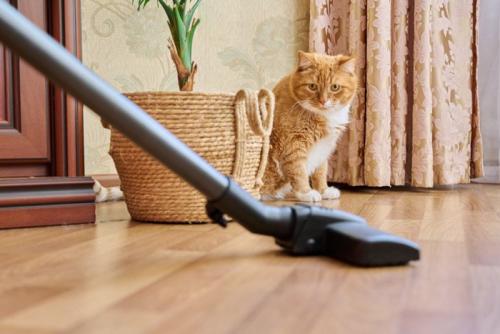 掃除機を観察する猫