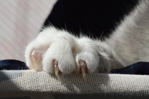 爪が伸びた猫の手