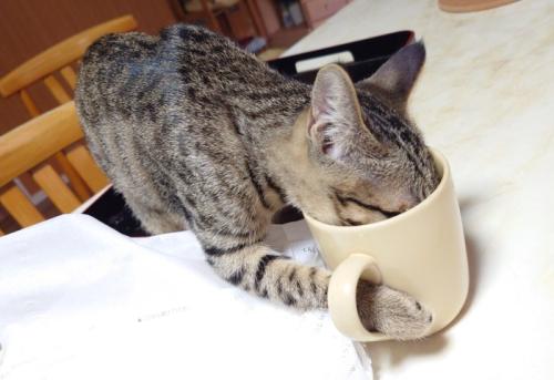 マグカップの取っ手に手を入れて水を飲む猫