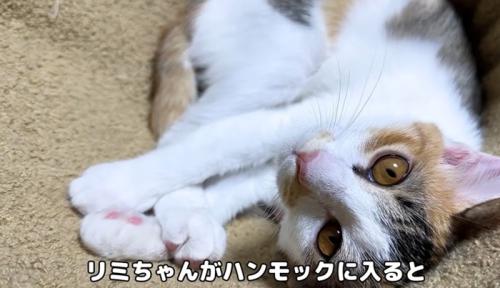 ハンモックの中でくつろぐ子猫