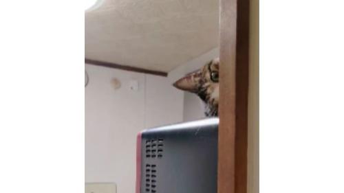 電子レンジの上の猫