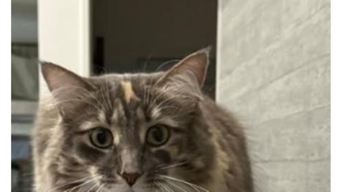 テレビの上の猫