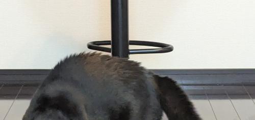 毛を逆立てた猫の背中