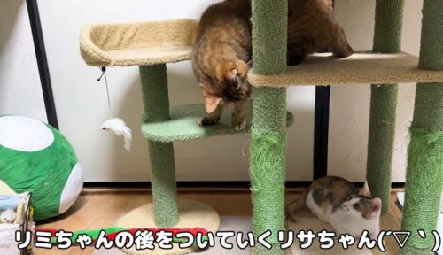 キャットタワーで遊んでいる成猫と子猫