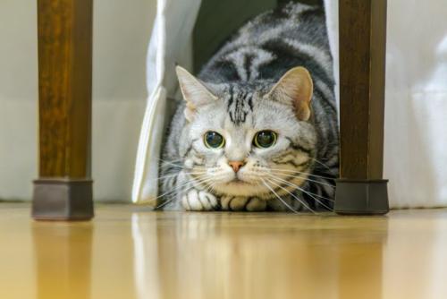 隠れる猫