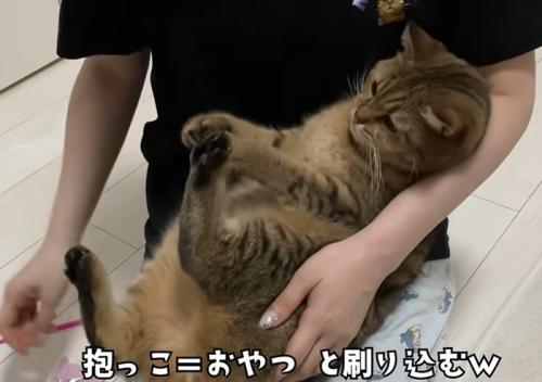 赤ちゃん抱っこをされる猫(抱っこ=おやつと刷り込むw)