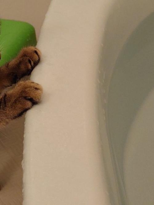 浴槽に猫が手をかけている
