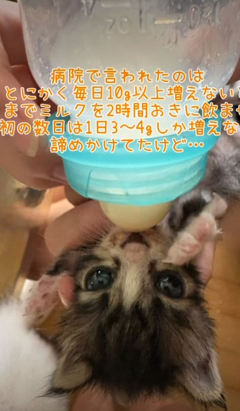 ミルクを飲んでいる子猫